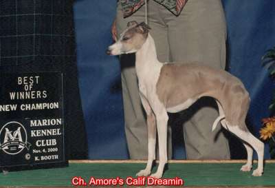 Amore's California Dreamin