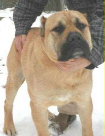 THORNEY ROGUE'S MONARCH