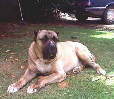 SHOW STOPPER ZEUS