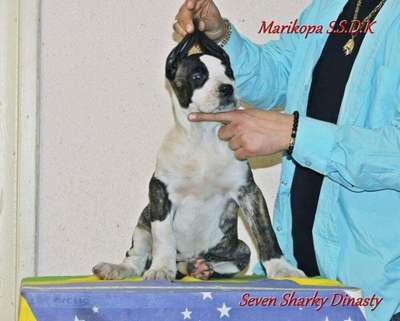 MARIKOPA OF SEVEN SHARKY DINASTY