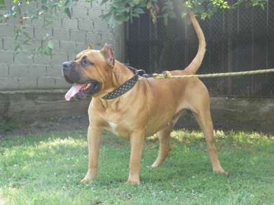 JAPOR BULLSARA DEL PEMBA