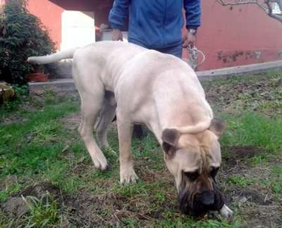 ZEUS DE PRESAS DE LA GALIA