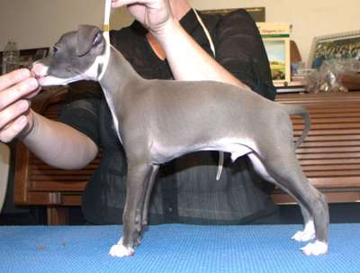 Silvani Voici Long Leggidy Beastie
