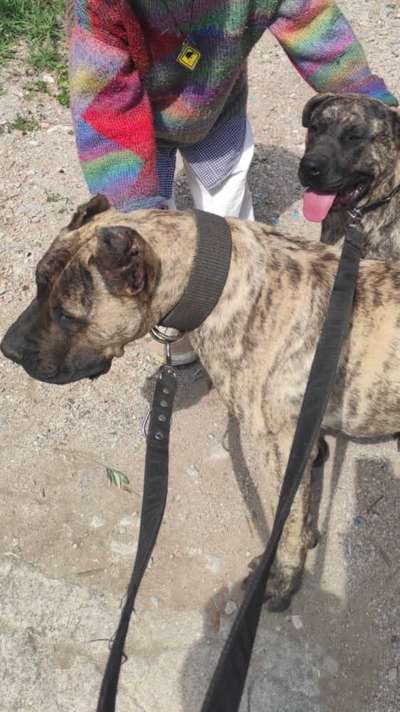 BOMBER FRATUZZI PRESA CANARIO