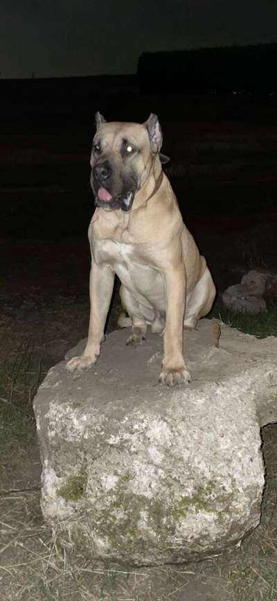 R-BUGZY NOBLE SANGRE