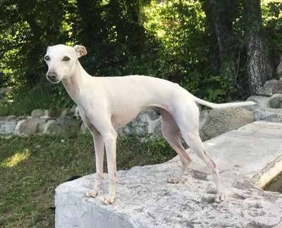 Nakira Des Terres Du Paruthiol