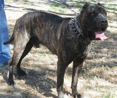 MID AMERICA K-9 DIABLO