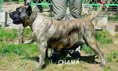 CHAMA