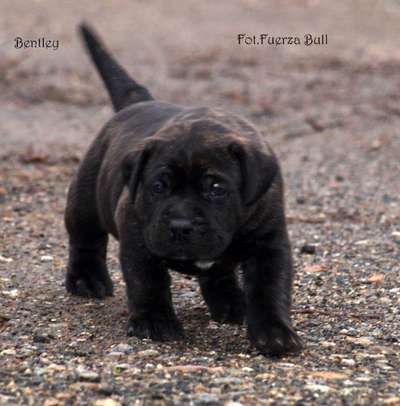 BENTLEY FUERZA BULL