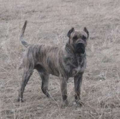 HARO DORAMUS (ANGUS)