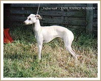 Fiefoerniek's Fair Haired Maiden
