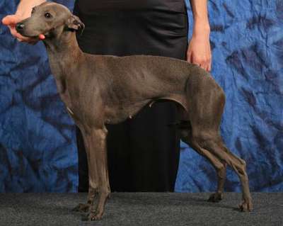 Chamsin Feritte Bugsy