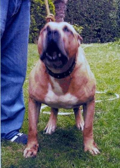 BRUNO DE ELS PECHADOS (SADAM)