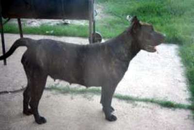 CORA DE MOZACAN BULL