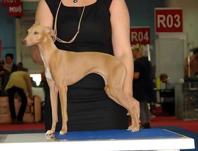 House Of Hounds Adelina
