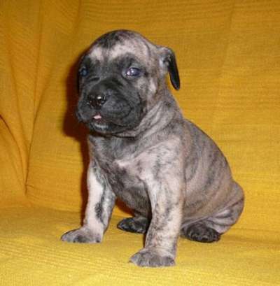 BARON VALACHIADOG