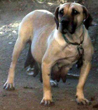 CANELA DE CARMELO