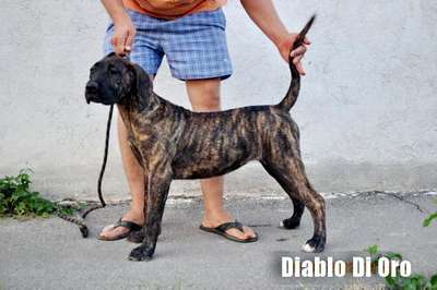 C'MOUSE DIABLO DI ORO