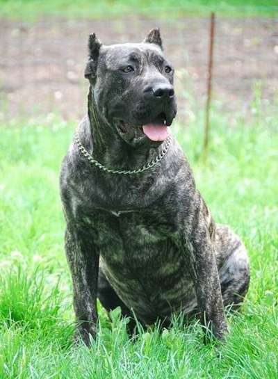 ALTEEA DE MOZACAN BULL