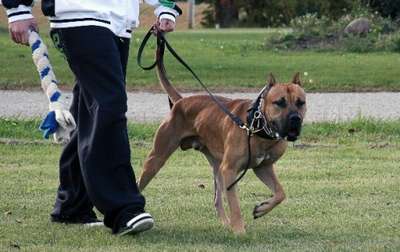 AXEL GREJON KENNEL
