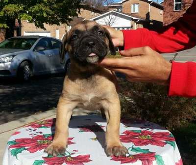 CANADA PRESA DIVA