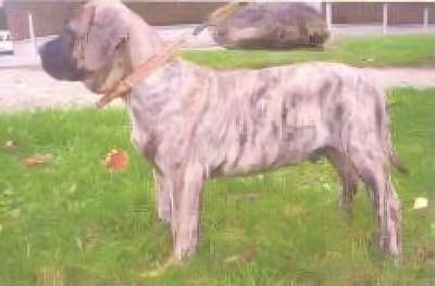 COLT PYRAM DU PETIT LARONXE