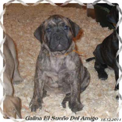 GALINA EL SUENO DEL AMIGO