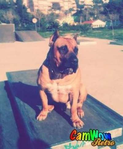 HOOCH DE SPALATO BULL