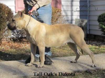 DAKOTA OF TALL OAKS