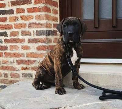 ROC DE LA HUELLA DEL PRESA CANARIO