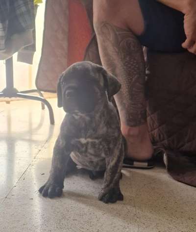 IRU DE GAROEBULLDOG