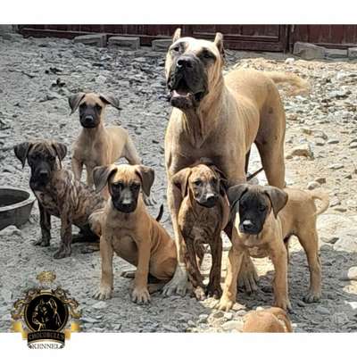 HERA DEL REY CHOCOBULL'S