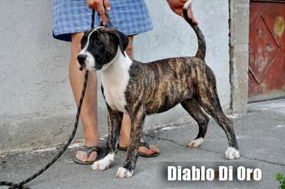 CREAM DIABLO DI ORO