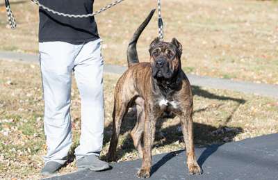 ZEUS DE REY GLADIADOR