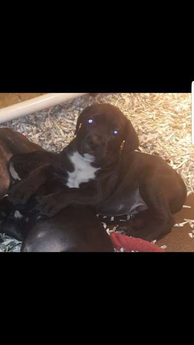BLACK STUFF PRESA BRUCE