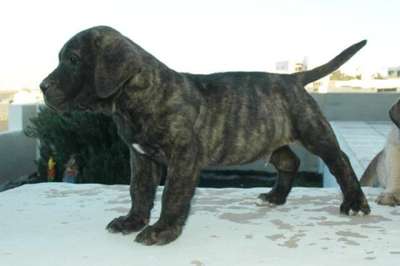 CHINYERO DE MACINTAFE