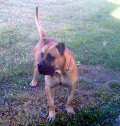 LEO DE CABEZA GRANDE