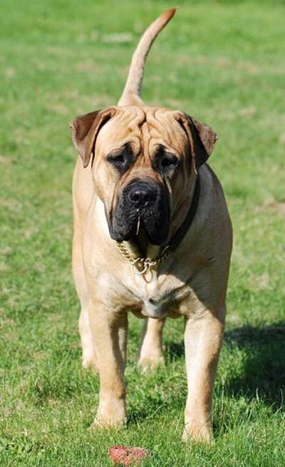 HOWLING MON'S ARISTIDES