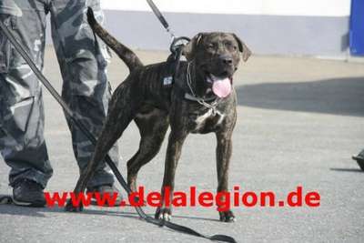 AKIRA DE LA LEGION