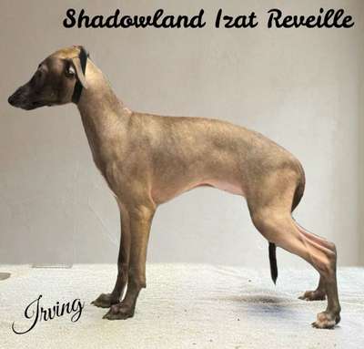 Shadowland Izat Reveille