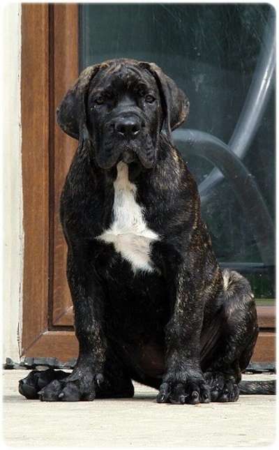 DEMONA CABALLERO CANARIO