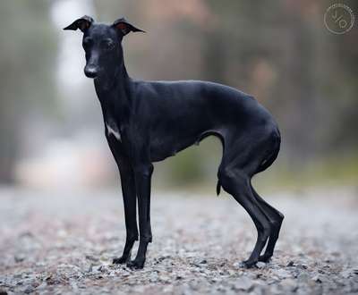 Divina Rosa Beatris