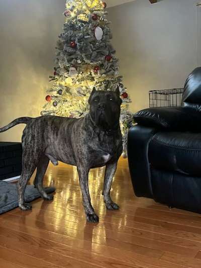 ZEUS DE HOGAN