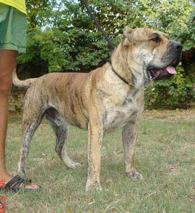 KIKO DE SPALATO BULL