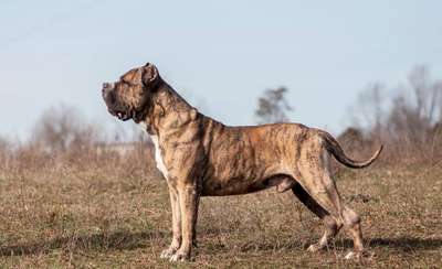 SPANKY DE REY GLADIADOR