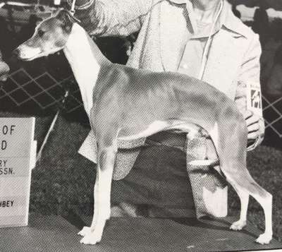 Nelshire Reggie Of Dowlynn