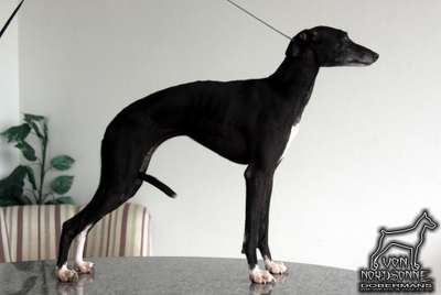 Galgos Tapajós Perla Do BR Reino