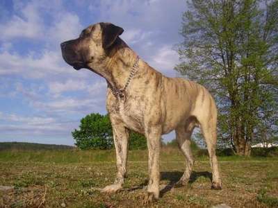AMIGO REINA IZABEL