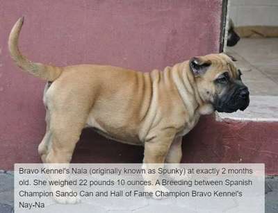 BRAVO KENNEL’S NALA