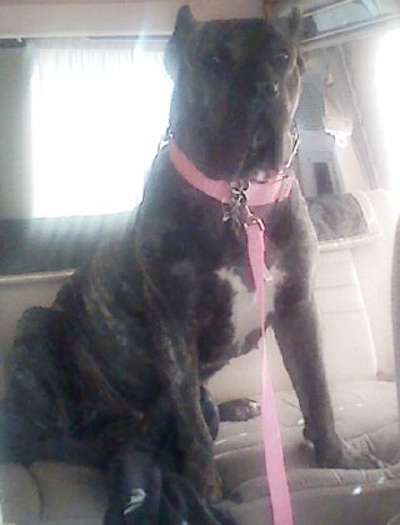 NALA DE WARSNEY